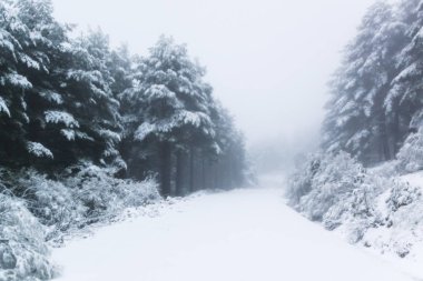 Kış sahnesi. Kar, kış ormanlarındaki ağaçları sihirli ışıkla kapladı. Kış harikalar diyarı, Guadarrama Ulusal Parkı, Madrid, Segovia. İspanya