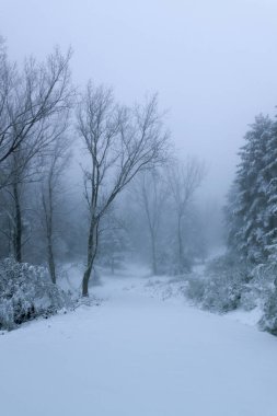 Kış sahnesi. Kar, kış ormanlarındaki ağaçları sihirli ışıkla kapladı. Kış harikalar diyarı, Guadarrama Ulusal Parkı, Madrid, Segovia. İspanya