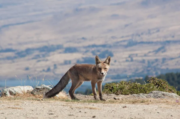 Red Fox Sierra Guadarrama National Park Segovia Madrid Friendly Mountain — Stock Photo, Image