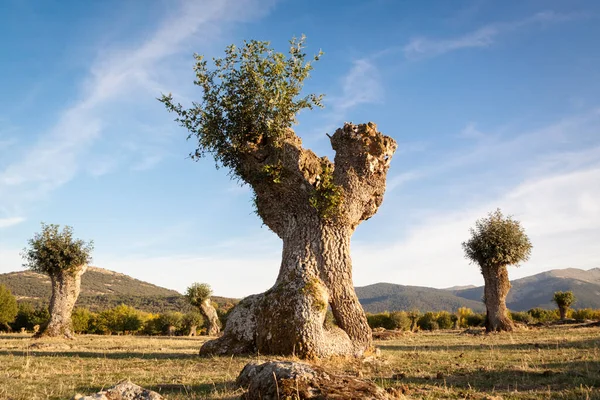 Izolované Pokácené Stromy Soto Revenga Národní Park Sierra Guadarrama Segovii — Stock fotografie