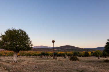 Yazın kül ormanı. Revenga 'daki Sierra de Guadarrama Ulusal Parkı' nda gün batımı. Segovia, Madrid, İspanya