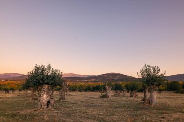 Yazın kül ormanı. Revenga 'daki Sierra de Guadarrama Ulusal Parkı' nda gün batımı. Segovia, Madrid, İspanya