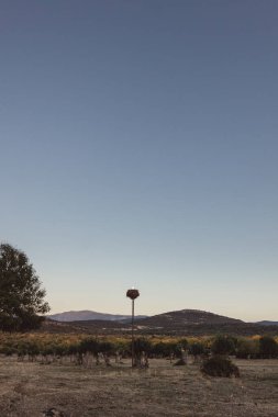 Yazın kül ormanı. Revenga 'daki Sierra de Guadarrama Ulusal Parkı' nda gün batımı. Segovia, Madrid, İspanya