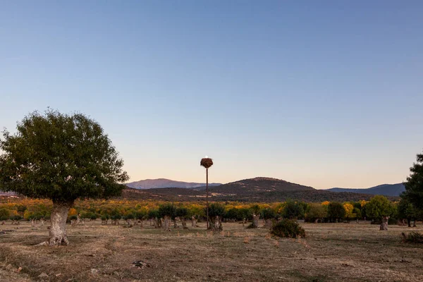 Popelový Les Létě Západ Slunce Národním Parku Sierra Guadarrama Revengě — Stock fotografie