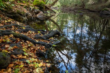 Sudaki köklerin, yaprakların ve yansımaların fotoğrafı. Cega Nehri sonbaharda, Cuellar, Segovia 'da. Castilla y Leon, İspanya