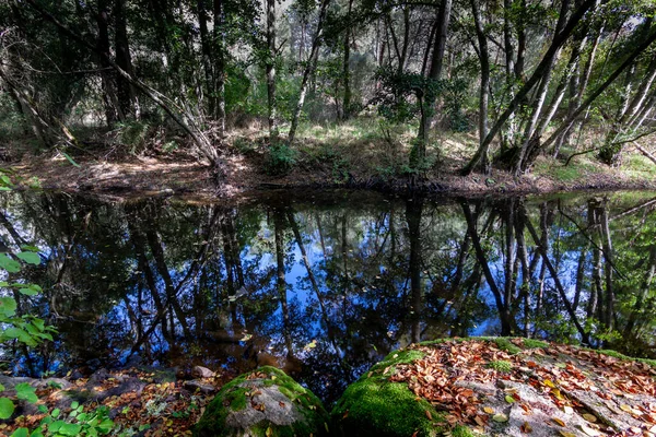 Фотография Корней Листьев Отражений Воде Река Сега Осенью Куэльяре Сеговия — стоковое фото