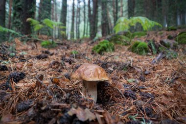 Boletus Edulis çam ormanında eğreltiotlarıyla çevrili, Sierra de Guadarrama Ulusal Parkı. Madrid ve Segovia 'da, İspanya