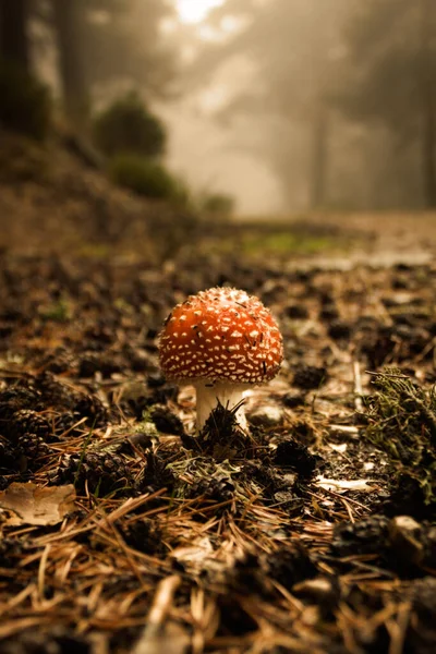 Amanita Muscaria Furuskogen Omgitt Bregner Sierra Guadarrama Nasjonalpark Madrid Segovia – stockfoto