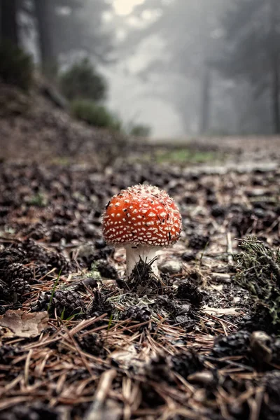 Çam ormanındaki Amanita Muscaria eğreltiotlarıyla çevrili, Sierra de Guadarrama Ulusal Parkı. Madrid ve Segovia 'da, İspanya