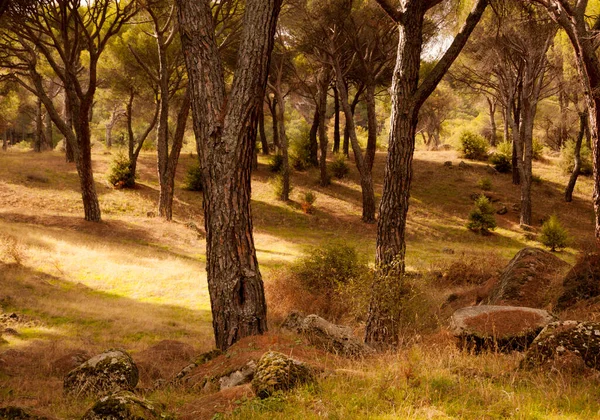 Krajina Přehrada Hoyo Pinares Sucho Důsledku Změny Klimatu Avile Kastilii — Stock fotografie