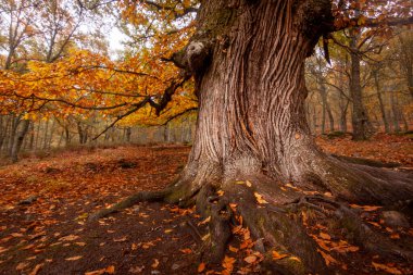 El Tiemblo doğal rezervi, Avila, Castilla y Leon 'da. Düşen yapraklarla sonbahar
