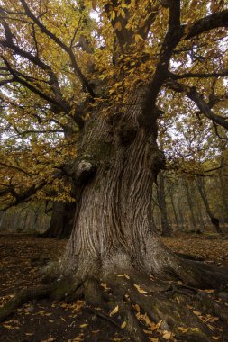 El Tiemblo doğal rezervi, Avila, Castilla y Leon 'da. Düşen yapraklarla sonbahar
