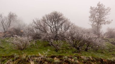 Sierra de Guadarrama Ulusal Parkı 'nda yangın. Kış resimleri, donmuş ağaçlar. La Granja de San Ildefonso, Segovia. Kastilya ve Leon.