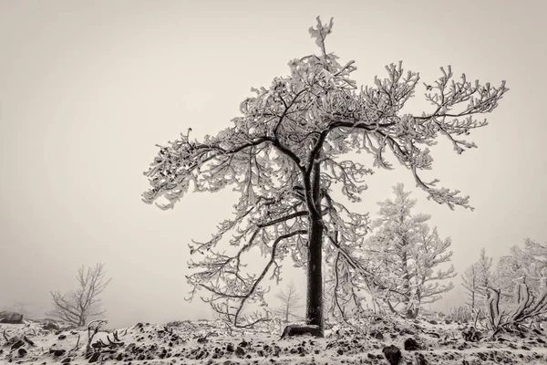 Pożar Parku Narodowym Sierra Guadarrama Zimowe Zdjęcie Zamarznięte Drzewa Granja — Zdjęcie stockowe