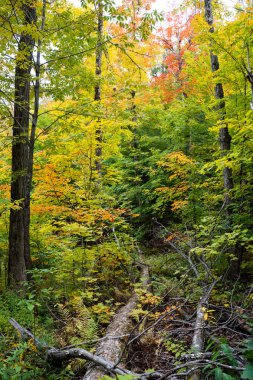Sonbahar renkleri ormanın içinden Ottawa, Kanada yakınlarındaki Gatineau Park 'taki King Mountain patikasında görülüyor. Kırmızıya ve turuncuya dönen ağaçlardan oluşan bir orman. Gatineau Parkı, Quebec, Kanada