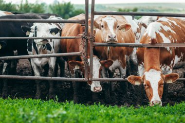 Beslenmek için kafalarını ahırlardan çıkaran uzun bir sıra inek.
