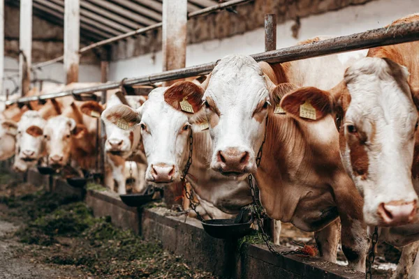 Larga Fila Vacas Sacando Cabeza Por Barras Establo Para Alimentar — Foto de Stock