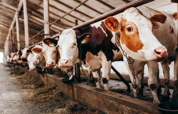 Larga Fila Vacas Sacando Cabeza Por Barras Establo Para Alimentar — Foto de Stock