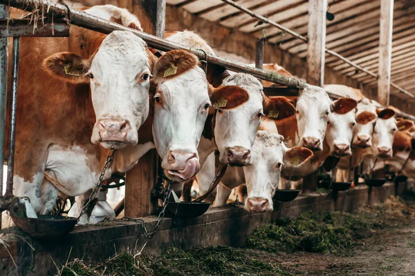 Larga Fila Vacas Sacando Cabeza Por Barras Establo Para Alimentar — Foto de Stock