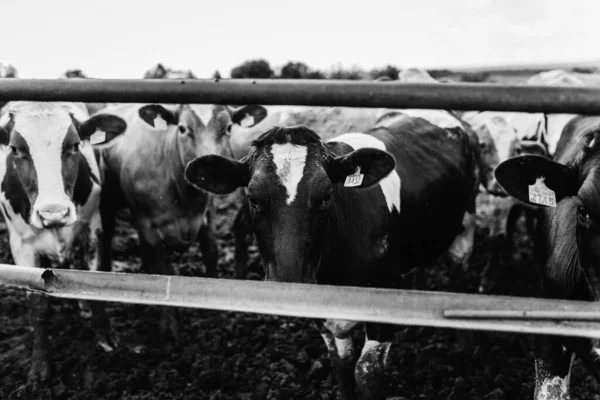 一排排的奶牛把头伸出马厩的栅栏里喂食 — 图库照片