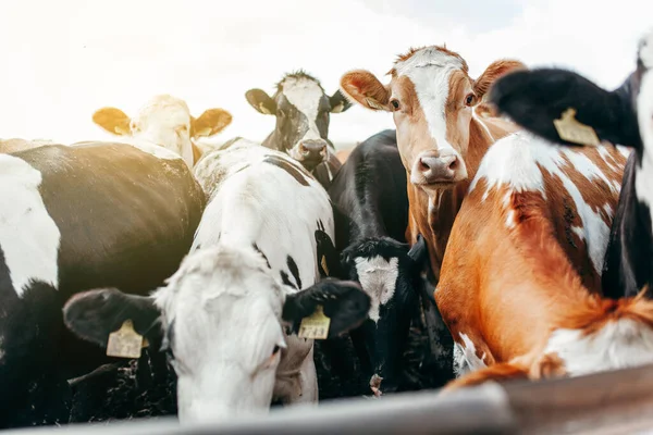 Larga Fila Vacas Sacando Cabeza Por Barras Establo Para Alimentar — Foto de Stock