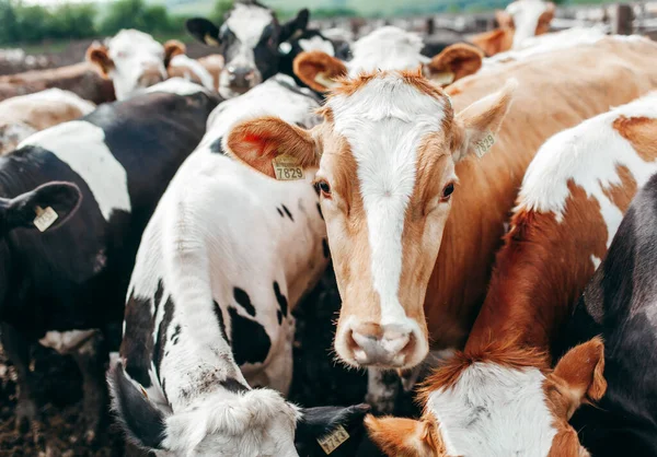 Μεγάλη Σειρά Αγελάδων Που Βγάζουν Κεφάλια Τους Έξω Από Σταύλους — Φωτογραφία Αρχείου