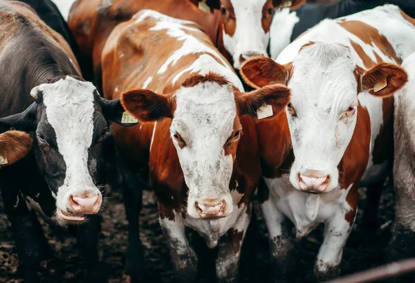 Larga Fila Vacas Sacando Cabeza Por Barras Establo Para Alimentar — Foto de Stock
