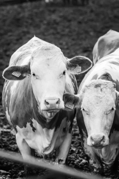 Larga Fila Vacas Sacando Cabeza Por Barras Establo Para Alimentar — Foto de Stock