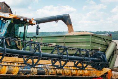 Hasat hasadı altın buğdayı birleştirir. tarım 
