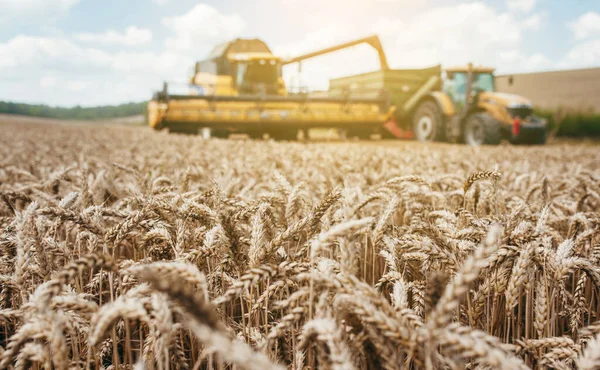 Mähdrescher Erntet Goldenen Weizen Landwirtschaft — Stockfoto