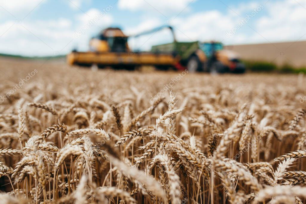 combine harvester harvests golden wheat. agriculture 
