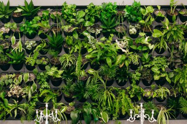 Duvara bağlı bir çok saksının arka planı