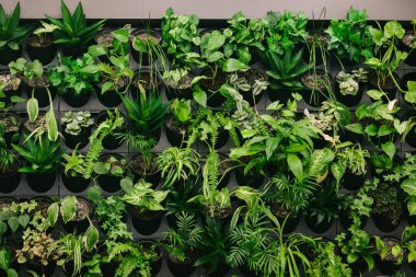 Duvara bağlı bir çok saksının arka planı