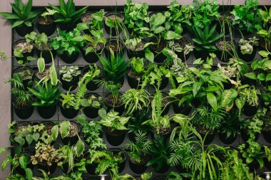 Duvara bağlı bir çok saksının arka planı