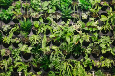 Duvara bağlı bir çok saksının arka planı