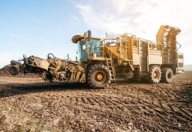 Hasat makinesini karavana şeker pancarı dökerken birleştirin 