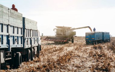 Mısır tarlasını hasat eden makine.