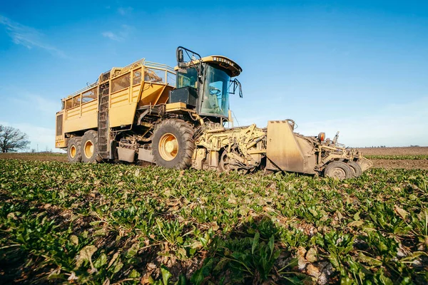 Kombinera Skördare Dumpa Sockerbetor Släpvagn — Stockfoto