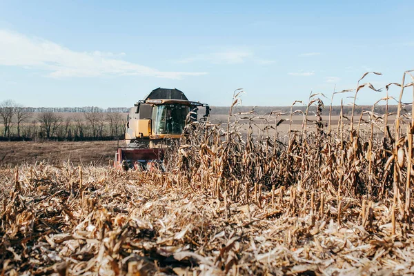 Maschine Erntet Das Maisfeld — Stockfoto