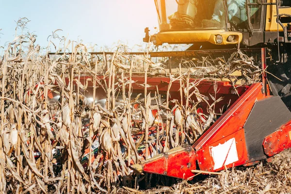 Maschine Erntet Das Maisfeld — Stockfoto