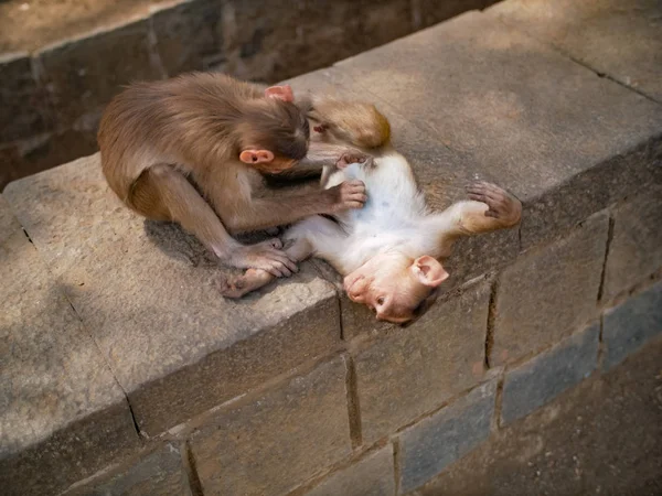 Majom langur — Stock Fotó