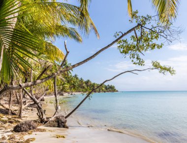 Deniz yıldızı plaj panama.