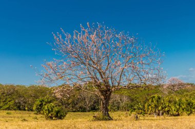 Ometepe volkanik ada