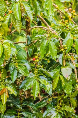 Kolombiya 'daki kahve fabrikası.