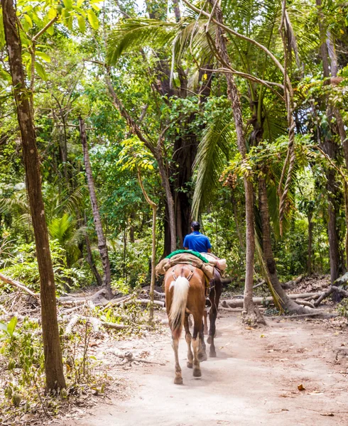 Bir görünümü Tayrona Milli Parkı'nda Kolombiya