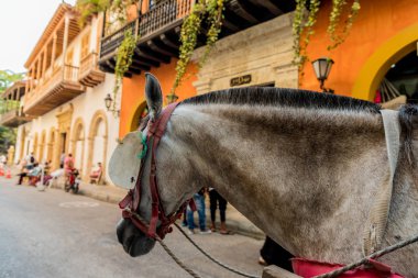Kartagena Kolombiya 'nın tipik manzarası.