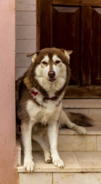 Varadero Küba'da tipik bir görünümde