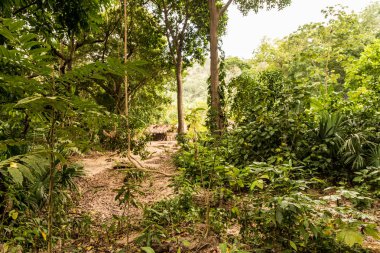Tipik görünümü Tayrona Milli Parkı Kolombiya