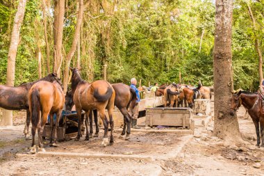 Tipik görünümü Tayrona Milli Parkı Kolombiya