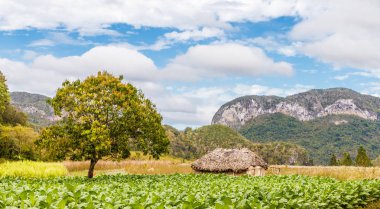 Vinales Vadisi Küba'da tipik bir görünümde.